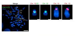 Kredit: Gao et al. (2026), Nature. Kredit: Gao et al. (2026), Nature.