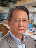 Gen-Sheng Feng, profesor patologie a molekulární biologie: "Buňky v játrech se množí rychleji a efektivněji než jakékoli jiné buňky v těle. Jsou ideálním objektem pro zkoumání procesů řídících dělení buněk." Kredit foto: UC San Diego