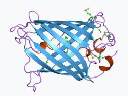 Molekula proteinu GFP. Pokud se na ní posvítí světlem v ultrafialovém spektru, začne zeleně světélkovat. Poprvé protein izolovali z mořské medúzy Aequorea victoria.