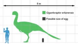 Jedním z pravděpodobných původců obřích vajíček mohl být velký druh Gigantoraptor erlianensis z pozdní křídy Číny. Tento až 2 tuny vážící opeřený teropod se zřejmě líhl z vajíčka dlouhého kolem půl metru. Zda je však původcem rekordně velkých exemplářů s délkou až 61 cm, to zatím není jasné. Kredit: Dinoguy2; Wikipedie (CC BY-SA 3.0)