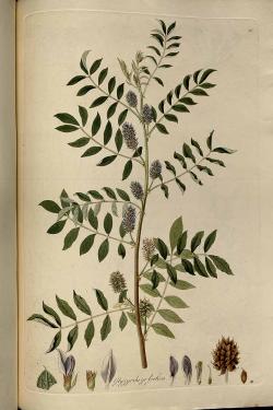 Rostlinu Glycyrrhiza foetida čínská medicína zná. Bohužel tato lékořice nepříjemně páchne.  (Kredit: Universitätsbibliothek Wien, Vienna, Austria)