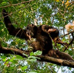 Co mají šimpanzi se stromy? Kredit: Ikiwaner / Wikimedia Commons.