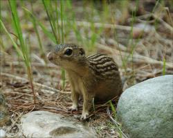 Sysel páskovaný ( Ictidomys tridecemlineatus). V době hybernace nepřijde o svaly díky svým střevním symbiontům. Dusík z močoviny recyklují v tolik potřebné aminokyseliny. Kredit: Phil Myers, Museum of Zoology, University of Michigan. Volná doména.