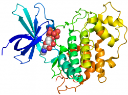 Enzym GSK-3 nemají jen octomilky. Na obrázku je krystalografická struktura lidského GSK-3β 
