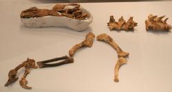 Fosilie holotypu guanlonga, částečně dochovaného dospělého jedince. Zde horní část lebky s fragmentem lebečního hřebene, obratle a částečně zachovaná přední končetina s drápy. Kredit: Kabacchi, Wikipedie (CC BY 2.0)
