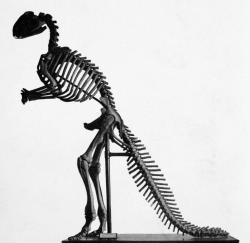 Pravděpodobně první smontovaná (relativně kompletní) kostra dinosaura v dějinách, dílo Benjamina Waterhouse Hawkinse. Patří prvnímu objevenému kachnozobému dinosaurovi druhu Hadrosaurus foulkii, nalezenému roku 1838 v americkém New Jersey a formálně popsanému o 20 let později. Kredit: Lucas, Frederic Augustus (1868); Wikipedia (volné dílo)