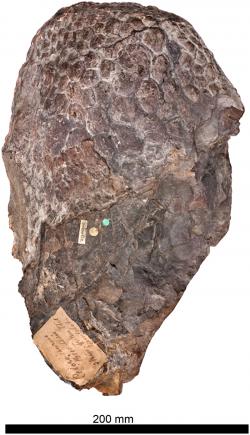 Fosilie uchovávající podobu textury kůže sauropodního dinosaura druhu Haestasaurus becklesii. Tento relativně malý sauropod obýval území současné západní Evropy v době před asi 140 miliony let, tedy na počátku křídové periody. Kredit: Paul Upchurch, Philip D. Mannion, Michael P. Taylor; Wikipedia (CC BY 2.5)