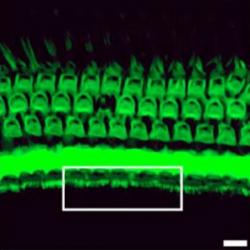 Tkáň s vláskovými buňkami po aplikaci editoru. Kredit: Gao et al. /Nature 2017.