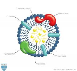 Schema struktury HDL.  Serge Korjian, Kredit: WikiDoc.