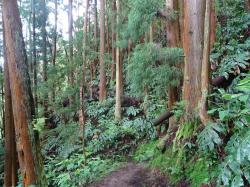 Invázne Hedychium gardnerianum v kryptomériovom lese, ostrov Saõ Miguel, Azorské ostrovy, 25.6.2022. Kredit: M. Smatana