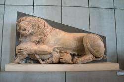 Lvice požírá tele. Lvice je zobrazena s kombinací samičích (prsa) a samičích (hříva) charakteristik. Kolem 560 před n. l. Muzeum Akropole v Athénách, Acr 4+. Kredit: Zde, Wikimedia Commons. Licence CC 4.0.