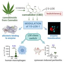 CBD jako přepínač zánětu. Kredit: Peltner et al. (2023), Cell Chemical Biology.