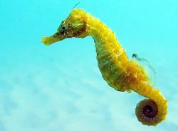 Jeden z mnoha druhů koníků mořských - Hippocampus guttulatus. V Černém moři nafotil: Florin DUMITRESCU, Wikipedia, CC BY 3.0) 