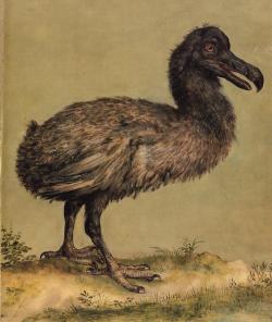 Hufnagelova ilustrace dronta, který žil ve zvěřinci císaře Rudolfa II. Kredit: Volné dílo.