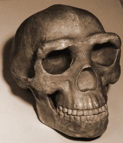 Model lebky pozdní formy Homo erectus – pekinensis  Zdroj. Wikipedia, CC BY 2.0