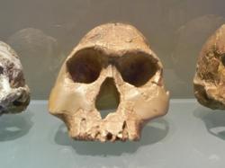 Lebka Homo habilis (člověk zručný). Na rozdíl od australopithéků dokázal Homo habilis nejen používat, ale i vyrábět primitivní nástroje - je spojován s kamennou industrií kultury oldovan.  Kredit: Véronique Pagnier, Wikimedia Commons, CC BY-SA 3.0