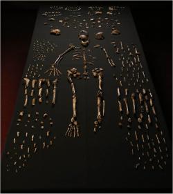 Fosilie Homo naledi. Kredit: Lee Roger Berger research team.