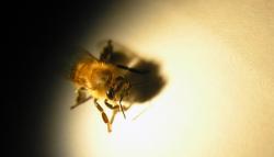Včelí navigace zrakem je mnohem přesnější, než se soudilo. Vidí ostřeji i menší detaily. (Kredit:  Elisa Rigosi, Lund University)