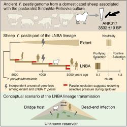 Scénář s ovcemi. Kredit: Light-Maka et al. (2025), Cell.