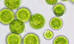Mikrořasa (zde Haematococcus), za přítomnosti světla z vody a oxidu uhličitého produkuje kyslík a výživnou biomasu. (Kredit: Algaennovation, CC BY)