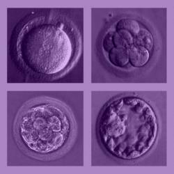 První dny lidského embrya. Kredit: Prasivoravong et al. (2014) AFU.
