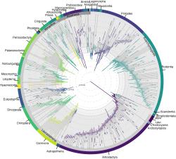 Odhady vzniku a zániku skupin plancentálů. Kredit: Carlisle et al. (2023), Current Biology.