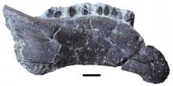 Fosilní fragment dolní čelisti hungarosaura. Jak ukázaly objevy stovek zkamenělých fragmentů kostry tohoto ptakopánvého býložravce, hungarosauři byli zřejmě značně hojnými zástupci dinosauří fauny. Ve své době mohli dokonce patřit k nejběžnějším dinosaurům tehdejších ekosystémů. Kredit: Zoltan Csiki-Sava, Eric Buffetaut, Attila Ősi, Xabier Pereda-Suberbiola, Stephen L. Brusatte; Wikipedie (CC BY 3.0)