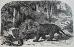 V době stanovení jména Dinosauria byla představa o těchto druhohorních plazech velmi nepřesná. Takto si iguanodona (vlevo) a megalosaura (vpravo), tedy dva ze tří rodů dinosaurů, pro něž bylo jméno původně stanoveno, představoval francouzský výtvarník Édouard Riou ještě v roce 1863. Kredit: Édouard Riou; Wikipedia (volné dílo)