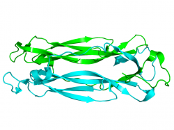 Interleukin 17 – protein podporující zánět a prorůstání tkáně hustou sítí krevních vlásečnic. (Kredit: Wikipedia, volné dílo)