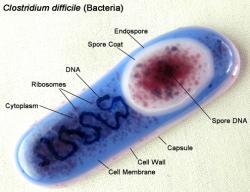 Clostridium difficile, blízká příbuzná tetanu a botulismu. V přítomnosti kyslíku začne vytvářet spory, ty po požití projdou žaludkem a ve střevech dají vznik plnohodnotné formě klostrídií schopné vyvolat kolitidu.  (trilobiteglassworks)