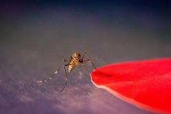 Komáry Aedes aegypti přitahuje červená, oranžová, černá a azurová. Kredit: Kiley Riffell.