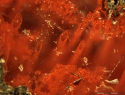 Výbrus vzorku horniny z kanadského naleziště Nuvvuagittuq Supracrustal Belt odhalil hematitové trubice. Kredit: Matthew Dodd, University College London.