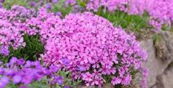 Phlox subulata. Zdroj: Gardenia.net Phlox subulata. Zdroj: Gardenia.net