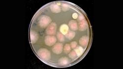 Experiment prokázal, že houbám se daří i na Mezinárodní vesmíré stanici. Zdroj: NASA/JPL Caltech.
