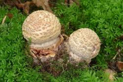 Mladé plodnice muchomůrky růžovky (Amanita rubescens)
- bradavky vela na klobouku - roztrhané zbytky celkového obalu velmi mladé plodnice (velum universale), u muchomůrek časté
- hlízovitá báze třeně s pásem bradavek - rovněž zbytek vela universale

Autor: Radim Dvořák