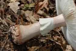 Dospělá plodnice muchomůrky růžovky (Amanita rubescens) 
- rýhovaný prsten, visící jako sukénka od vrcholu třeně - jde o zbytek obalu v mládí zakrývajícího lupeny (velum partiale), rýhování vzniká jako obtisk lupenů
- hlízovitě ztluštělá báze třeně, s pásem bradavek na horní straně, bez pochvy (lidově též kalichu) či jejího náznaku
- růžovění až červenohnědnutí dužniny při poranění (prasknutí, řez, požerky hmyzu), otlačení či zasychání
Autor: Radim Dvořák