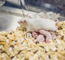 Biomedicínský model laboratorní myši disponuje extrémně krátkým generačním intervalem a idiopatickou neplodnost lze odhalit již během týdnů. Kredit: Jan Nevoral.