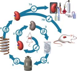 1) Operativní vyjmutí ledviny. 2) promytí ledviny kryoprotektivem s přídavkem nano částic oxidu železa. 3) Rychlé ochlazení při němž voda netvoří krystaly, ale sklu podobnou amorfní strukturu. 4) Dlouhodobé uchování při teplotě mínus 150 stupňů Celsia do doby, než se objeví potřebný příjemce. 5) Rychlý rovnoměrný radiofrekvenční ohřev. 6) a 7) Vymytí kryoprotektiv s nano částečkami a transplantace ledviny potkanovi, kterému jeho vlastní orgán byl odstraněn. Přežití zvířete je dokladem funkčnosti zmrazeného a rozmrazeného orgánu. (Kredit: Zonghu Han et al.: Nature Communication 14, 2023)