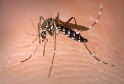 Na malárii ročně umírají asi tři miliony lidí, je jednou z nejvýznamnějších infekčních nemocí. Způsobuje jí prvok, kterého přenášejí komáři Anopheles. (Foto: James Gathany, CDC)