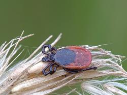 Kliešť Ixodes ricinus. Kredit: W.alter https://commons.wikimedia.org/w/index.php?title=User:W.alter&action=edit&redlink=1 Wikimedia. CC BY-SA 4.0 Kliešť Ixodes ricinus. Kredit: W.alter https://commons.wikimedia.org/w/index.php?title=User:W.alter&action=edit&redlink=1 Wikimedia. CC BY-SA 4.0