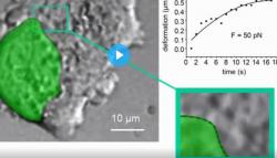 Ukázka přesnosti s jakou lze magnetickou nanočástečkou šesticí pinzet manipulovat. Kredit: Wang et al., Sci. Robot . 4, eaav6180 (2019)