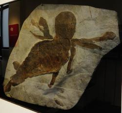 Fosilie obřího kyjonožce druhu Jaekelopterus rhenaniae, patrně jednoho z největších členovců v dějinách života na Zemi. Tento exemplář se nachází v expozici Přírodovědeckého muzea v Mohuči. Kredit: Ghedoghedo; Wikipedia (CC BY-SA 4.0)