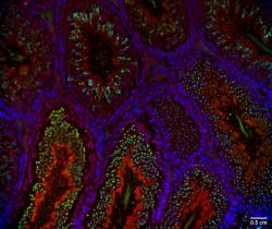 Imunodetekce sulfan uvolňujícího enzymu na řezu myšího varlete. Modrá – DNA, zelená - akrozom spermie, červená - H2S-uvolňující enzym. Kredit: HŘ.