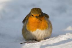 Červenka obecná (Erithacus rubecula). Lidově: čermák, čermáček, hudačka, čerkýnka,na Moravě rážka nebo ražka Kredit ČSO, foto: Jiří sedláček.