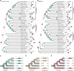 Fylogenetický strom vzácných genomických změn odráží poněkud odlišnou diverzifikaci ptáků. A) členění podle Jarvis a kol. 2014. B) členění podle Suh a Elegren z letošního roku.  Kredit: PLOS ONE doi:10.1371/journal.pbio.1002224.g001