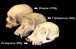 Moderní lidé sdílejí asi 95 procent svého genetického kódu se šimpanzi. Za viníka enormního zvětšení našeho mozku  výzkumníci označili evoluční hříčku - sekvenci nazvanou HARE5.