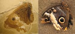 Křídla současného motýla (vpravo) a skvěle zachovaná zkamenělina křídla kalligrammatidního síťokřídlého hmyzu z druhohorní éry. Kredit: James DiLoreto, Smithsonian
