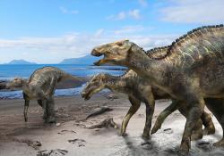 Mezi novými dinosauřími druhy, kterým se vloni dostalo značné pozornosti, patří i japonský hadrosaurid druhu Kamuysaurus japonicus. Tento velký ornitopod z tribu Edmontosaurini dosahoval délky kolem 8 metrů a hmotnosti až 5 tun. Žil v období pozdní svrchní křídy, asi před 72 až 70 miliony let, na území současného japonského ostrova Hokkaidó. Mezi jeho blízké příbuzné patřily například obří rody Edmontosaurus ze Severní Ameriky nebo Shantungosaurus z Číny. Kredit: Masato Hattori; Wikipedie (CC BY 4.0).