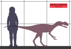 Kileskus byl poměrně malým teropodním dinosaurem, dosahujícím délky kolem 3 metrů a hmotnosti zhruba 50 kilogramů. Největší jedinci tyranosaurů tak byli oproti němu nejméně čtyřikrát delší a vážili asi stopadesátkrát více. Jen hlava dospělého tyranosaura byla asi dvanáctkrát těžší než celý tento dinosaurus. Kredit: Conty, Wikipedie (CC BY 3.0)