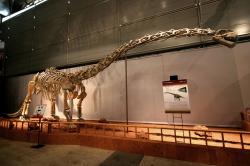 Rekonstruovaná kostra sauropodního dinosaura druhu Klamelisaurus gobiensis, žijícího v době před 162 miliony lety na území dnešní Ujgurské autonomní provincie Sin-ťiang na severozápadě Číny. Tento druh se pravděpodobně vyskytoval i v ekosystémech reprezentovaných geologickým souvrstvím Čchi-ku a je tak jedním z pravděpodobných kandidátů na původce krčního žebra, ohlodaného pravěkými savci. Při odhadované délce 13 až 17 metrů vážil tento menší až středně velký sauropod zhruba 10 tun. Kredit: Kabacchi/FunkMonk; Wikipedie (CC BY 2.0)